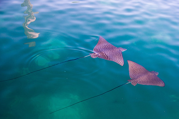 20140822_cat_cay_0063