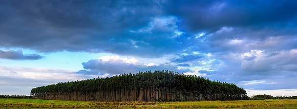 20151112_stuart_trees_mt_dora_sunset_0068