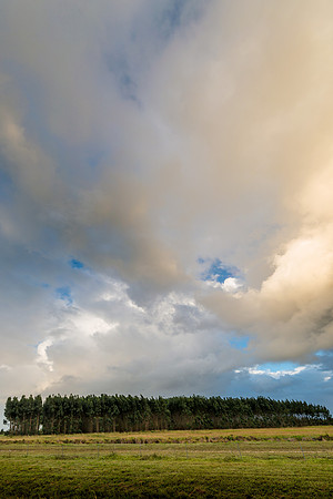 20151125_stuart_trees_0046-Edit