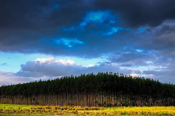 20151112_stuart_trees_mt_dora_sunset_0054