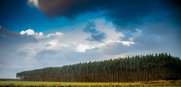 20151125_stuart_trees_0072