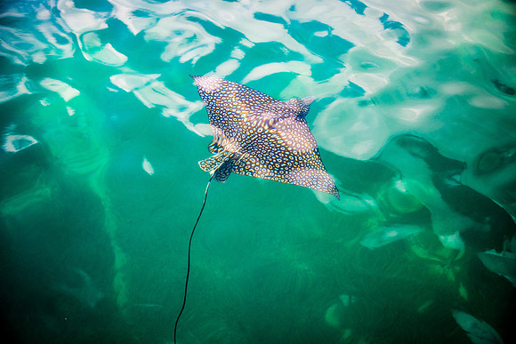 20140822_cat_cay_0058