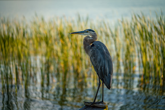 20180610_heron_0037.jpg