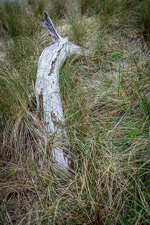 20180514_bandon_oregon_3100.jpg
