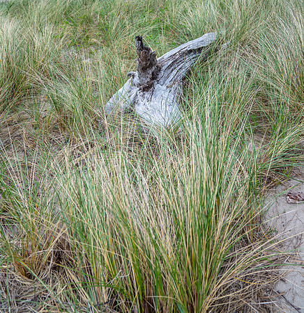 20180514_bandon_oregon_3110.jpg