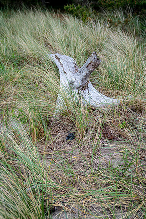 20180514_bandon_oregon_3115.jpg
