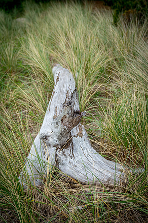 20180514_bandon_oregon_3116.jpg