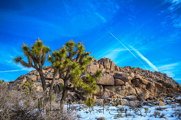 20191227_palm_springs-1091.jpg