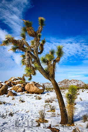 20191227_palm_springs-862.jpg