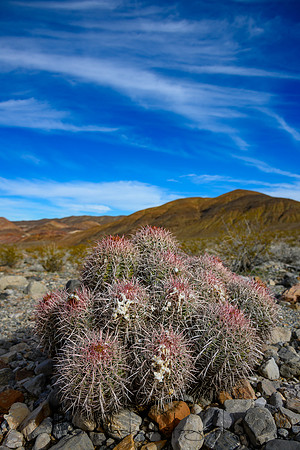 20200126_death_valley-4778.jpg