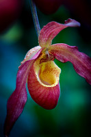 Orchids