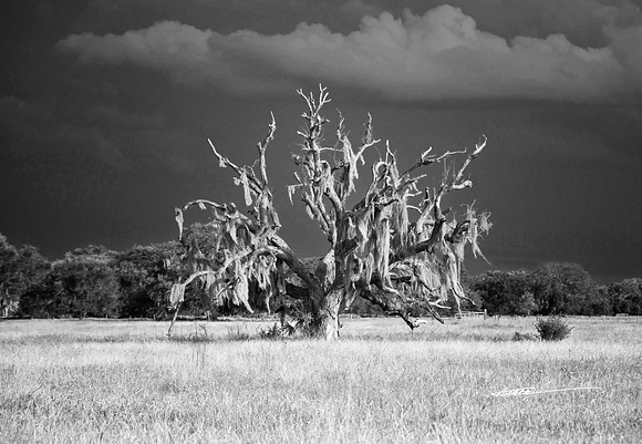9-09_090409_3694aeditedb&w-2.jpg