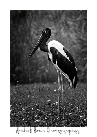 Metro_zoo_0564editedcamrawb&wbrdr.jpg