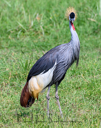 20190603_africa_2600.jpg