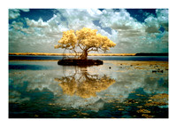 Everglades & Ocean-Color