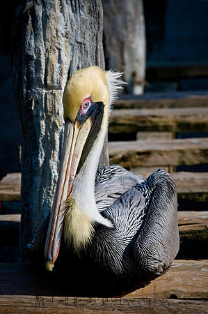 Mount_Dora_Christmas_09_122809_6414edited-2.jpg