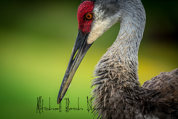 20180506_sandhill_cranes_0269.jpg