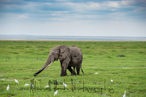 20190602_africa_1342.jpg