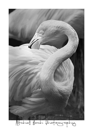 DSC_4301editedboredrB&W_(1).jpg