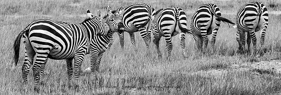 20190602_africa_1530.jpg