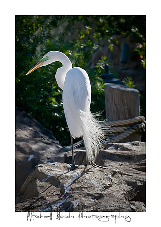 Mount_Dora_Christmas_09_122809_6462edited.jpg