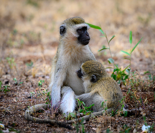 20190602_africa_0195.jpg