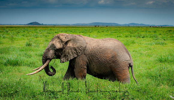 20190602_africa_1445.jpg