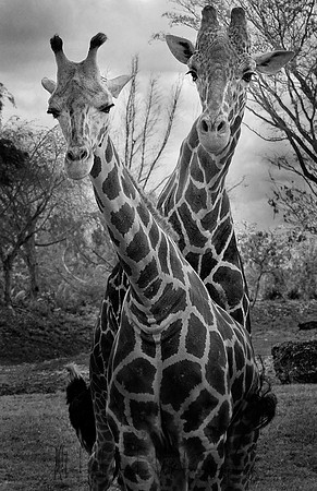 Metro_zoo_0369editedcamrawbrdrb&w.jpg