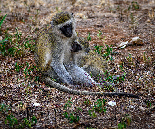 20190602_africa_0185.jpg