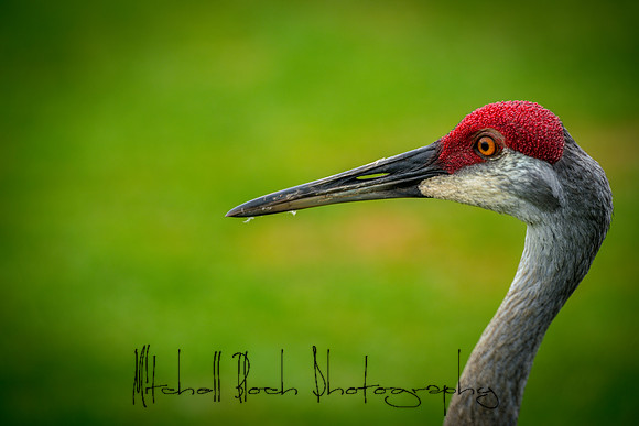 20180506_sandhill_cranes_0361.jpg