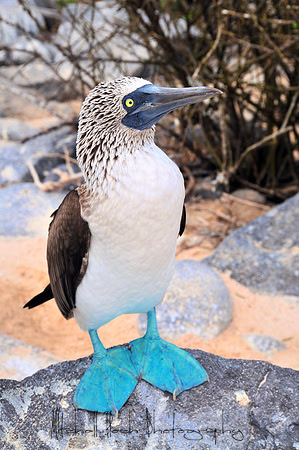 Galapagos_Book_(93)Blue_footed_boobyedited.jpg
