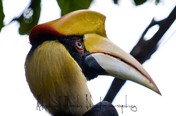 Metro_Zoo_0047editedcamraw.jpg