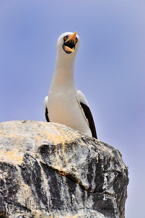 Galapagos_Book_(85)Nazca_Booby_(Masked_Boobyedited).jpg
