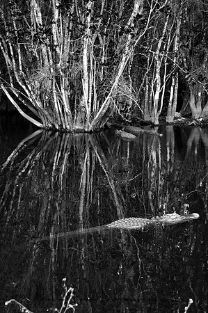 DSC_4406editedb&w.jpg