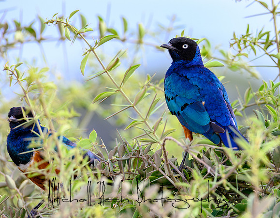 20190602_africa_0594.jpg