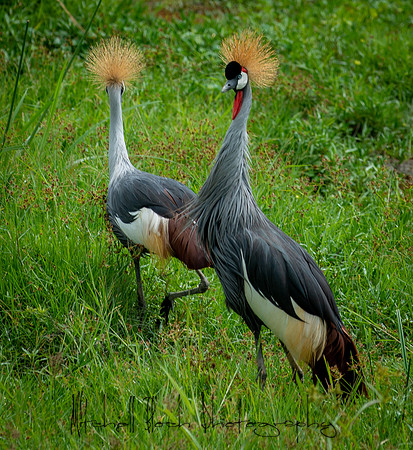 20190602_africa_1409.jpg