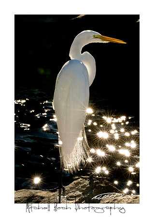 Mount_Dora_Christmas_09_122809_6547edited-2.jpg