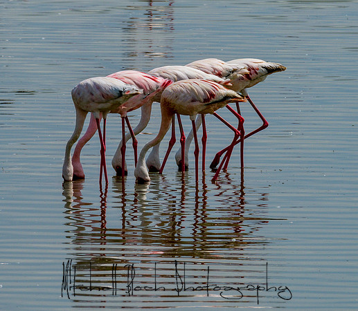 20190603_africa_2869edit.jpg