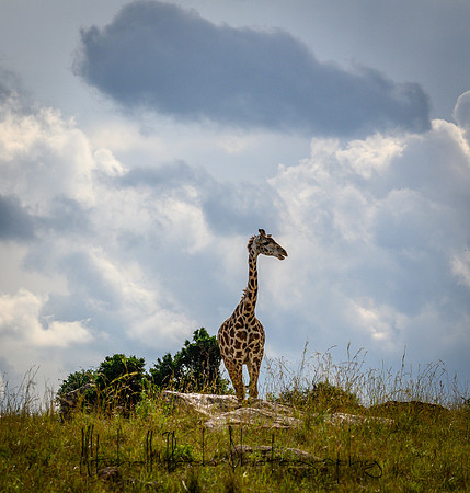 20190607_africa_7763.jpg