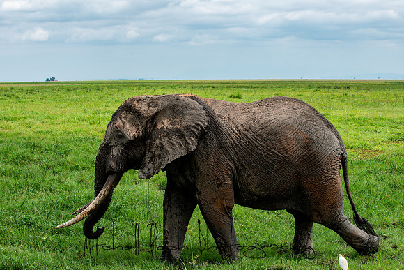 20190602_africa_1426.jpg