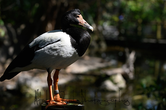 20190216_zoo_miami_0124.jpg