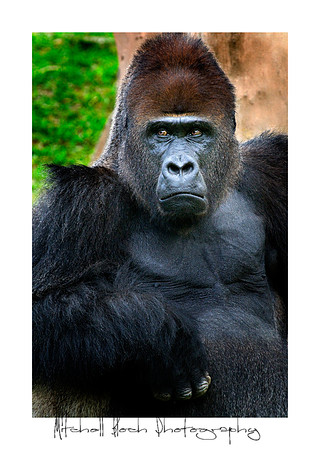 Metro_zoo_0254editedcamrawbrdr.jpg