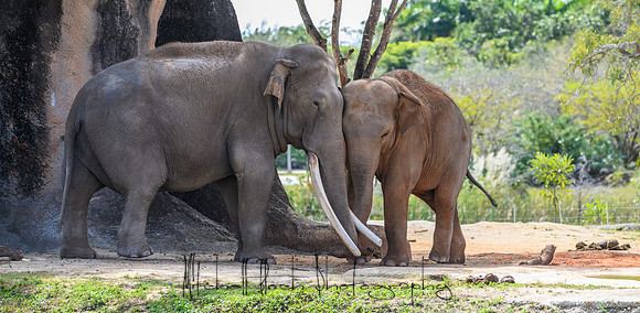 20190216_zoo_miami_0243.jpg