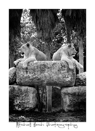 Metro_zoo_0617editedcamraw_(1).jpg