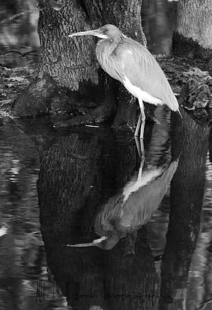 DSC_4440editedb&w.jpg