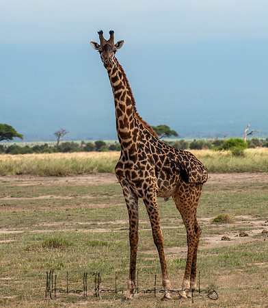 20190602_africa_1573.jpg