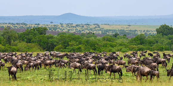 20190608_africa_8484.jpg