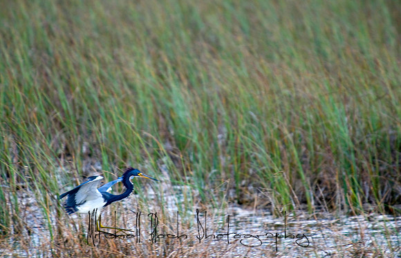 SV-TR-WW_MTrail-TTIslands_012210_8476edited.jpg