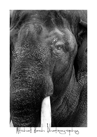 Metro_zoo_0546editedcamrawborderB&W.jpg
