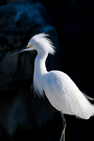 Mount_Dora_Christmas_09_122809_6509edited-2.jpg
